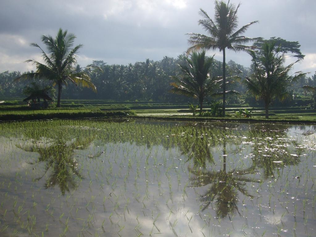 Puri Darma Agung Villa Ubud Zewnętrze zdjęcie